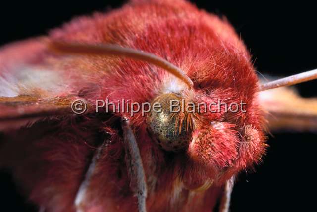 Deilephila elpenor.JPG - Deilephila elpenor (Portrait)Grand sphinx de la vigneHawk mothLepidopteraSphingidaeFrance